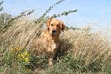 GOLDEN RETRIEVER 178